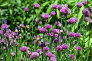 Alliums are pest repellants