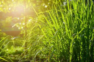 Citronella Grass helps repel pests