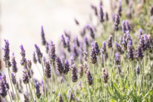 Lavender is a pest repellants