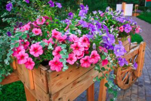 Petunias help repel pests