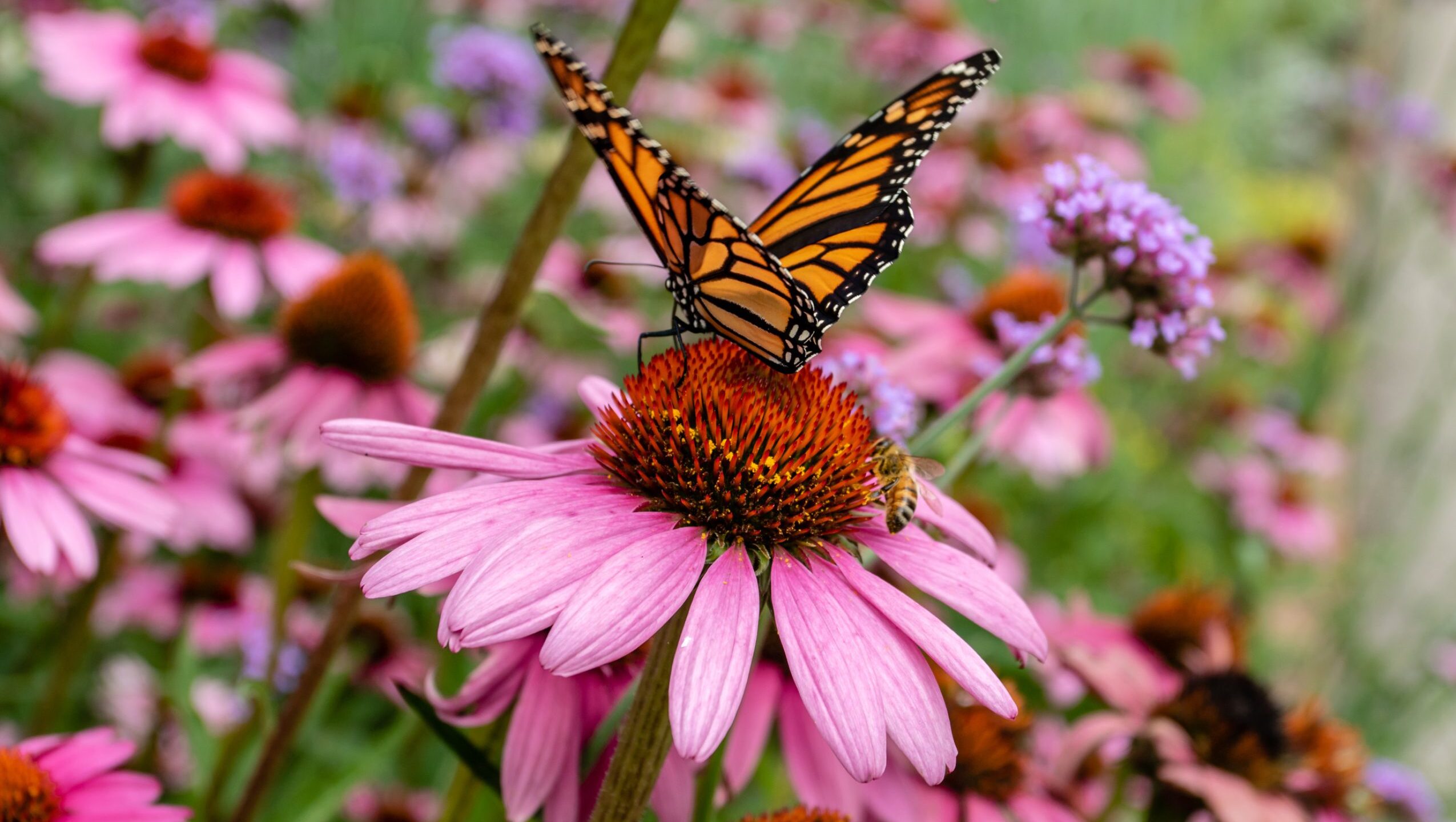 pollinator friendly purple cone flower