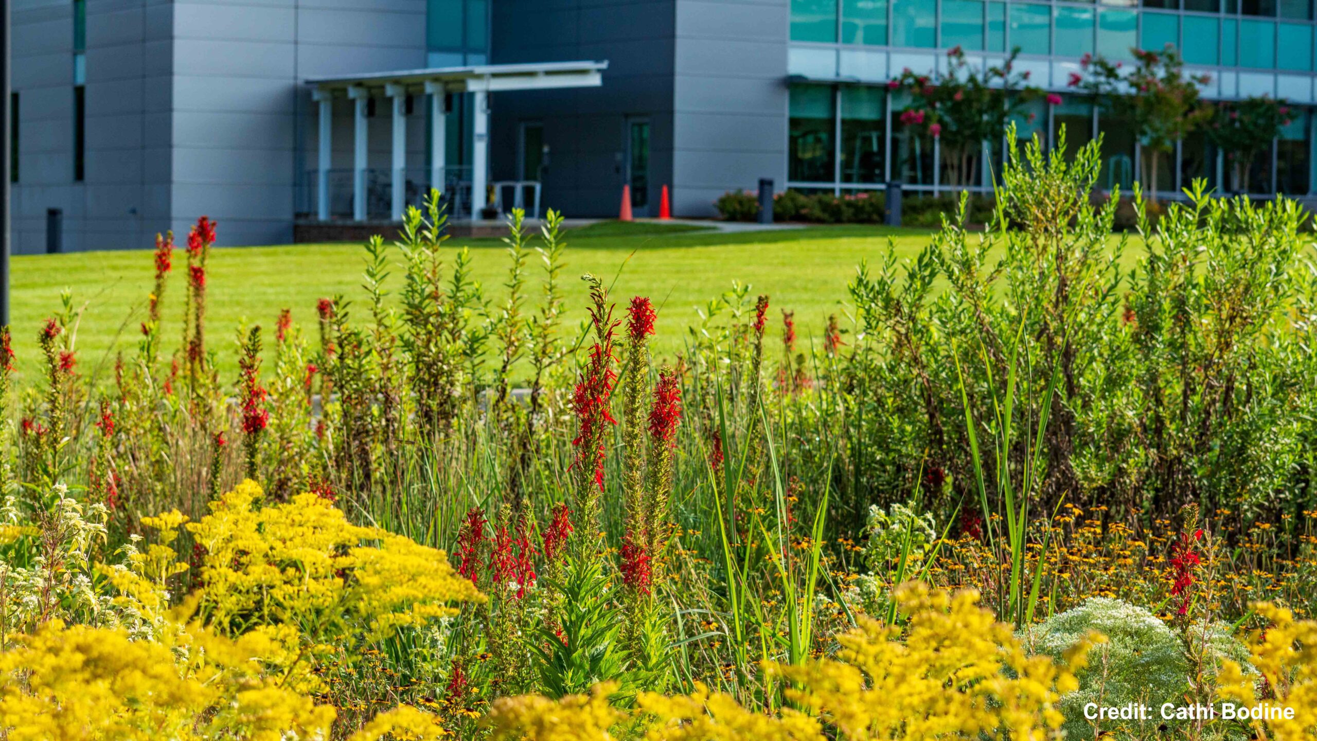 Syngenta Native Prairie Garden 1 - Photo credit Cathi Bodine