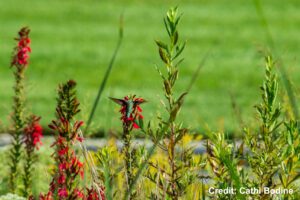 Syngenta Native Prairie Garden 2 - Photo credit Cathi Bodine