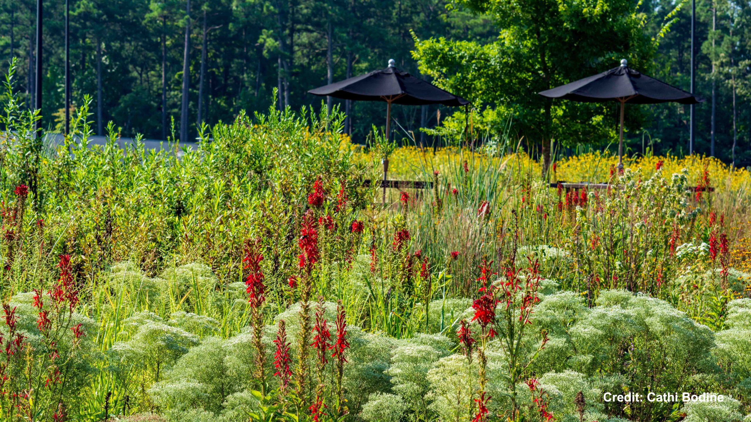 Syngenta Native Prairie Garden 3 - Photo credit Cathi Bodine